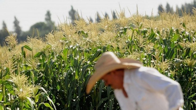 What you need to know about GMOs