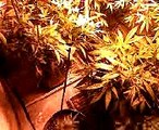25 marijuana weed plants grow op 1000w HPS Light Rail Co2
