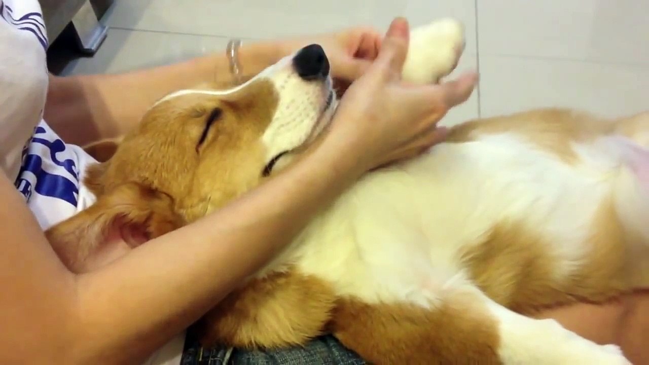 Massage de rêve pour ce chien qui semble au paradis !