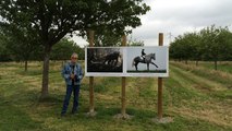 Un parcours photo autour des chevaux Percherons