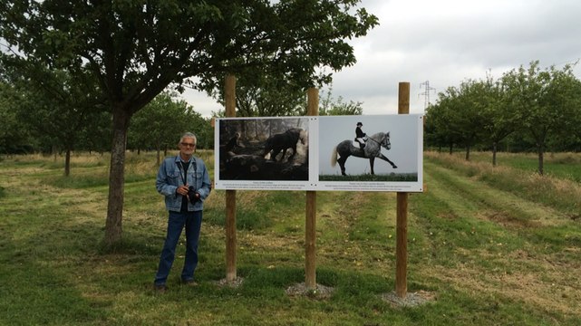Un parcours photo autour des chevaux Percherons