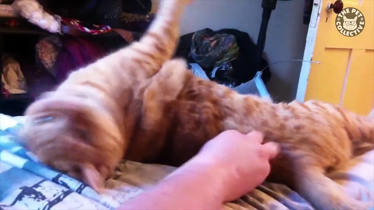 Funny Wild AF Cat Pet Video Compilation 2016