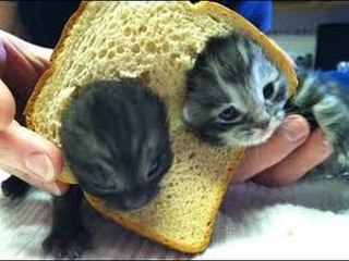 Black Ops 3 : Trash Talkers