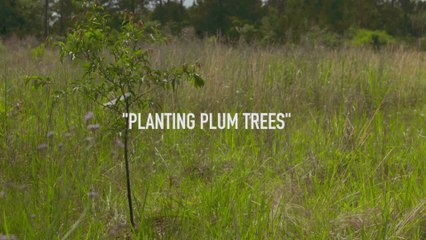 Planting Plum Trees for Wildlife