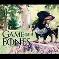 Game Of Bones Featuring Crusoe The Celebrity Dachshund