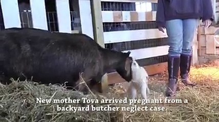 Funy animals for all