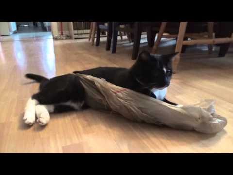 Cat Takes on Plastic Bag in Epic Battle