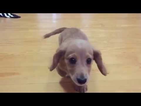 Super Cute Puppy Retrieves Toy in Slow Motion