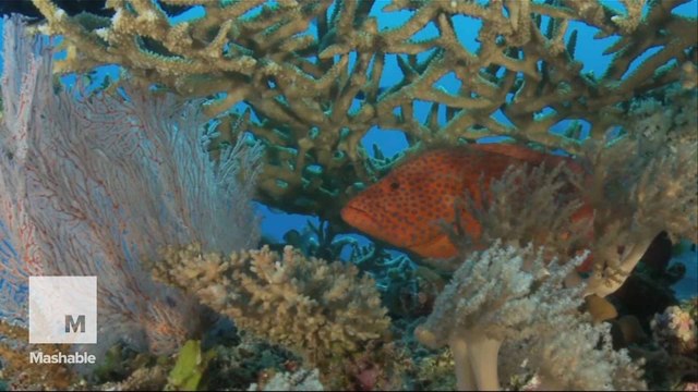 Facial recognition tech could be key to saving coral reefs