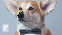 Adorable corgi stars in '100 years of beauty' parody