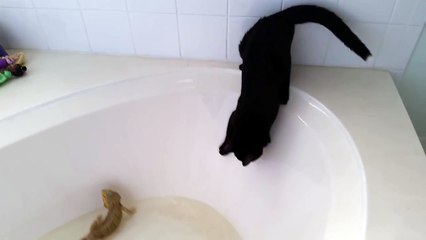 Ce chat va regretter sa curiosité