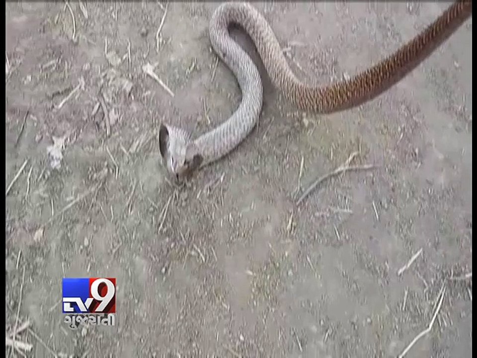 Watch: Large snake disgorges python in Ahmednagar - Tv9 Gujarati