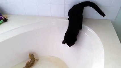 Ce moment où un chat regrette son geste