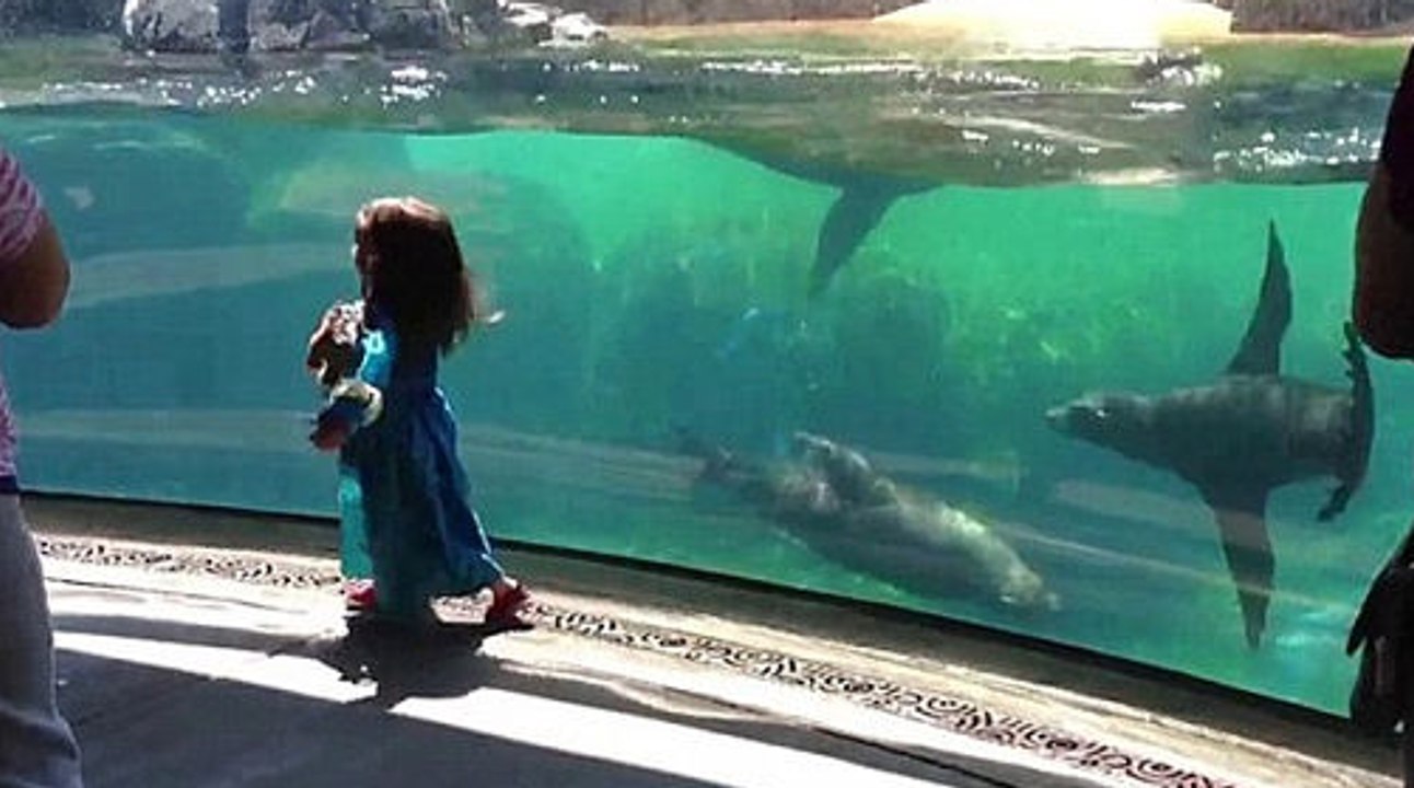 Хит сети.  Морской лев подружился с девочкой )) НЕВЕРОЯТНОЕ зрелище