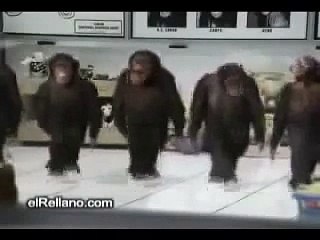 funny videos - Funny Monkey Dancing -p sooo Funny