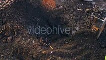 Woman In Tomato Seedlings Are Planted Flower Bed - Stock Footage | VideoHive 15368205