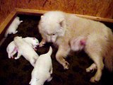 Samoyed puppies 2 weeks