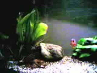 des ptits poissons