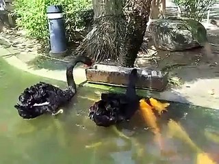 Cisnes dão de comer a peixes