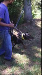 Cairo the Doberman Pinscher Building Bite Confidence