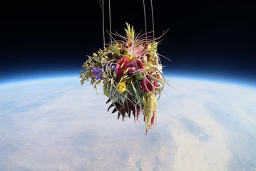 Цветы в Космосе / Flowers in space (Shiinoki Shunsuke)
