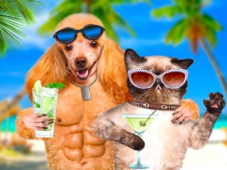 Yappy Hour: 3 Healthy Cocktails Your Pet Will Love