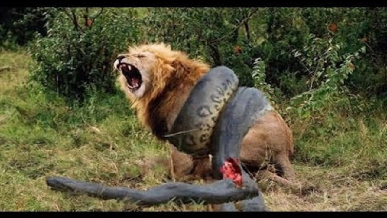 Wild Animal Attacks - World's Biggest Snake Found in Amazon River, Giant Anaconda Attacks Human