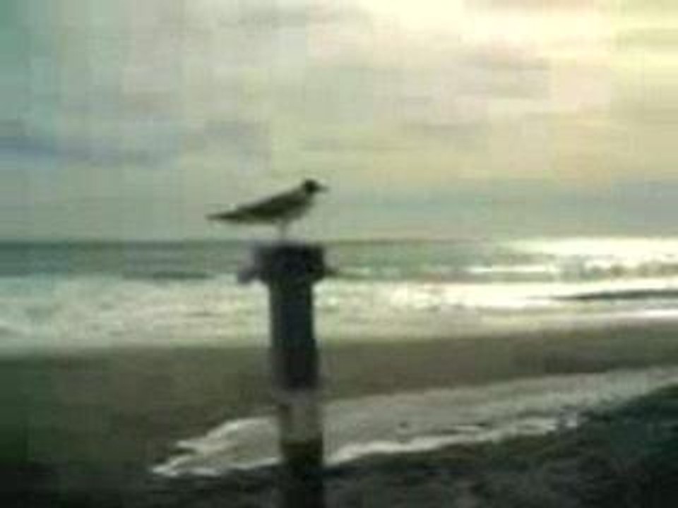 un mouette? et non