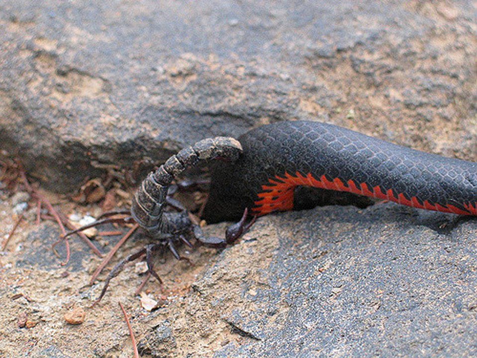 Most Amazing Wild Animal Attacks  - Giant Centipede vs Scorpion -  Craziest Animal Fights HD