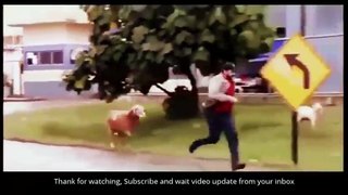 Funny Animal Attack