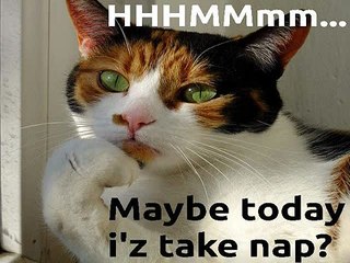 Best 22 Funny Cat Memes Compilation