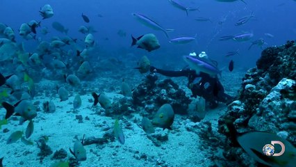 Shark Diving with Eli Roth
