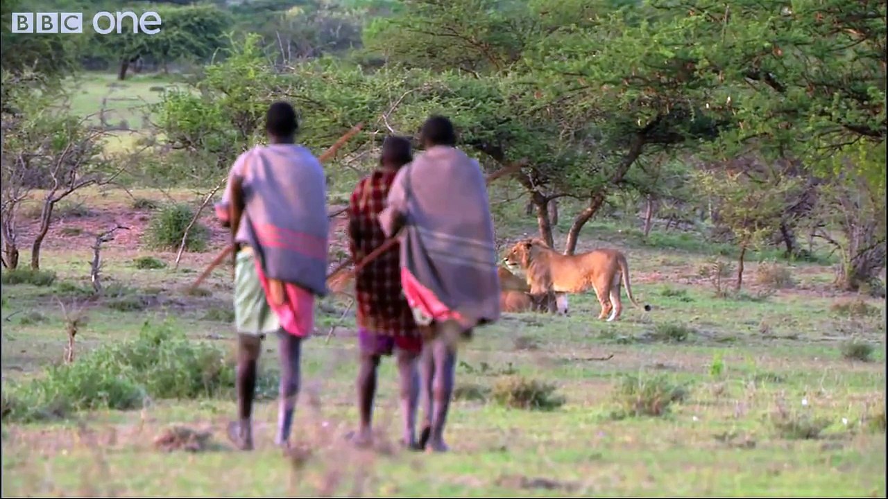 3 Maasai Vs 15 Lions!
