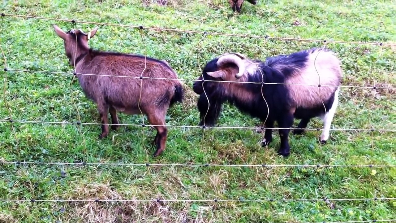 Funny Videos || Funny Animals || Goats funniest planet