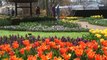 2017 Tulip Time on the Romantic Rhine and Mosel River Cruise