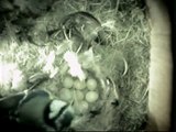 Blue Tit Eggs In The Nest 27 April 2006