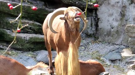 Ram screaming like a human (Barbary sheep)