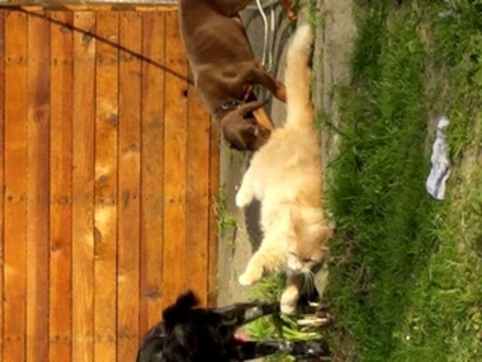 Caramel Tina et Canelle à 2 mois