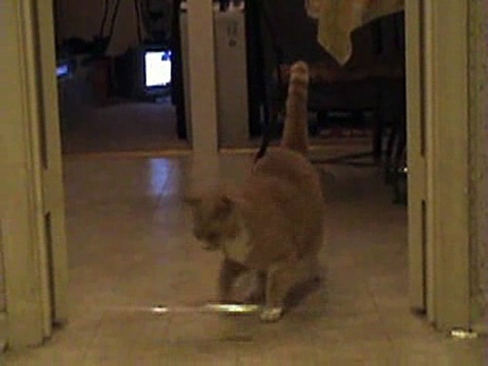 Cat and Dog vs. Plastic wrap