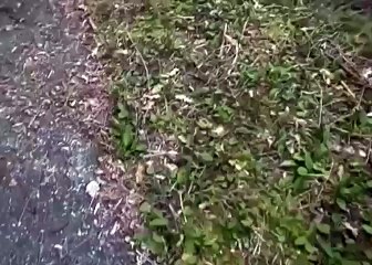 Two Jet Fighters escorting UFO!