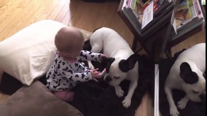 Pit bull with baby playing Full HD new 2016