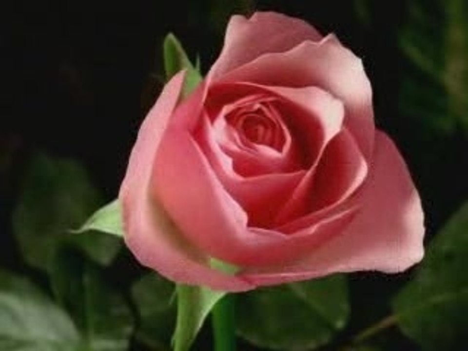 EUFLORIE