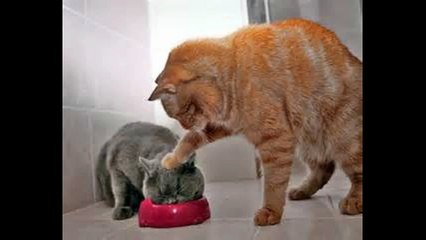 Photo drôle d'animaux 2