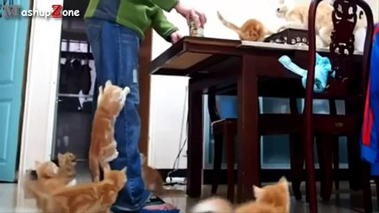 Cute Kittens Compilation 2015 [NEW] - YouTube