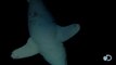 Sieste d'un grand requin blanc filmée dans un courant océanique !