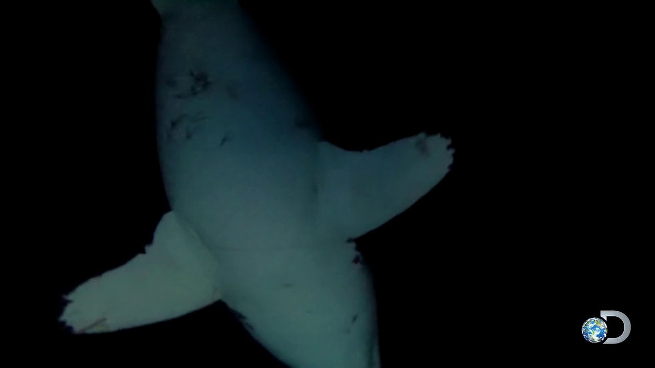 Sieste d'un grand requin blanc filmée dans un courant océanique !
