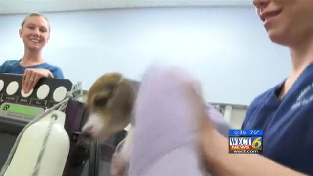 Ce petit chien paralysé et abandonné va enfin pouvoir remarcher