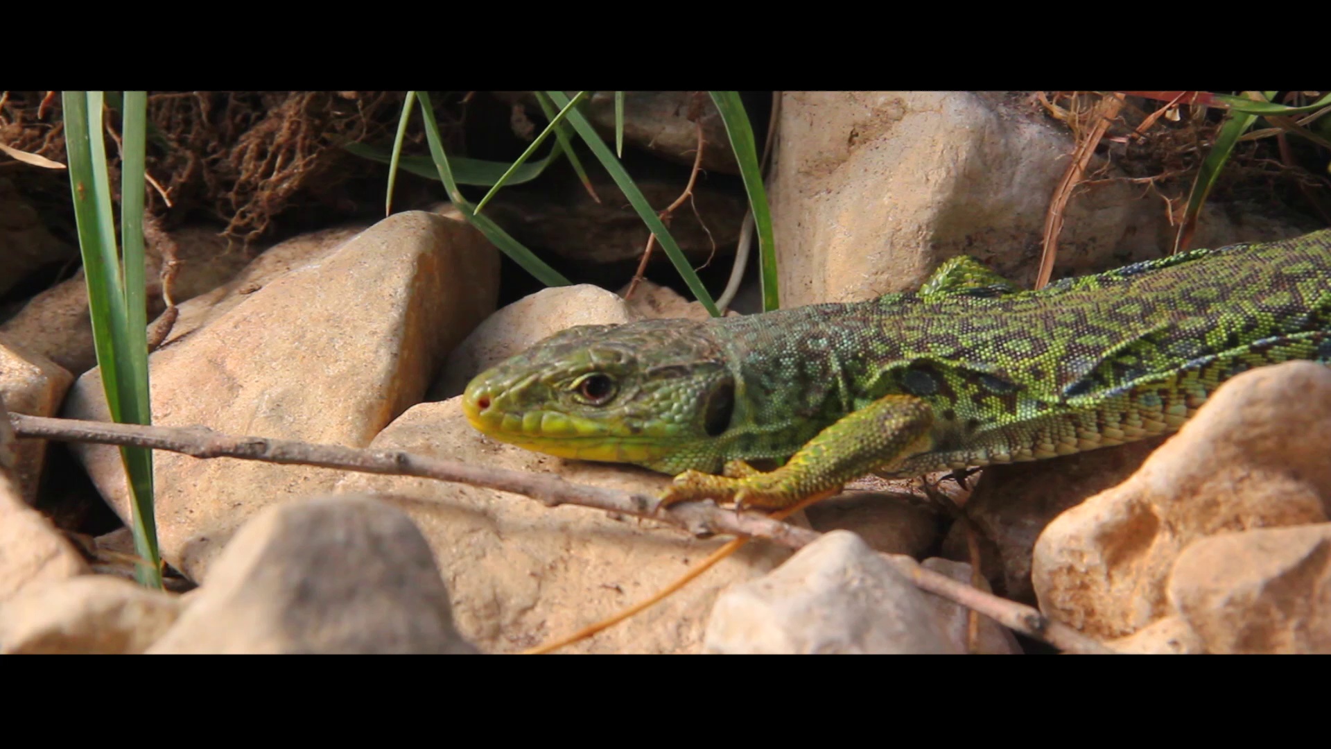 Aqua Domitia - Maillon Littoral Audois