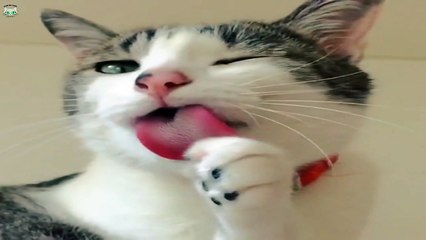 Кот умывается в замедленной съемке.