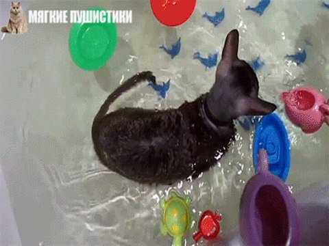 Коты которые не боятся воды.